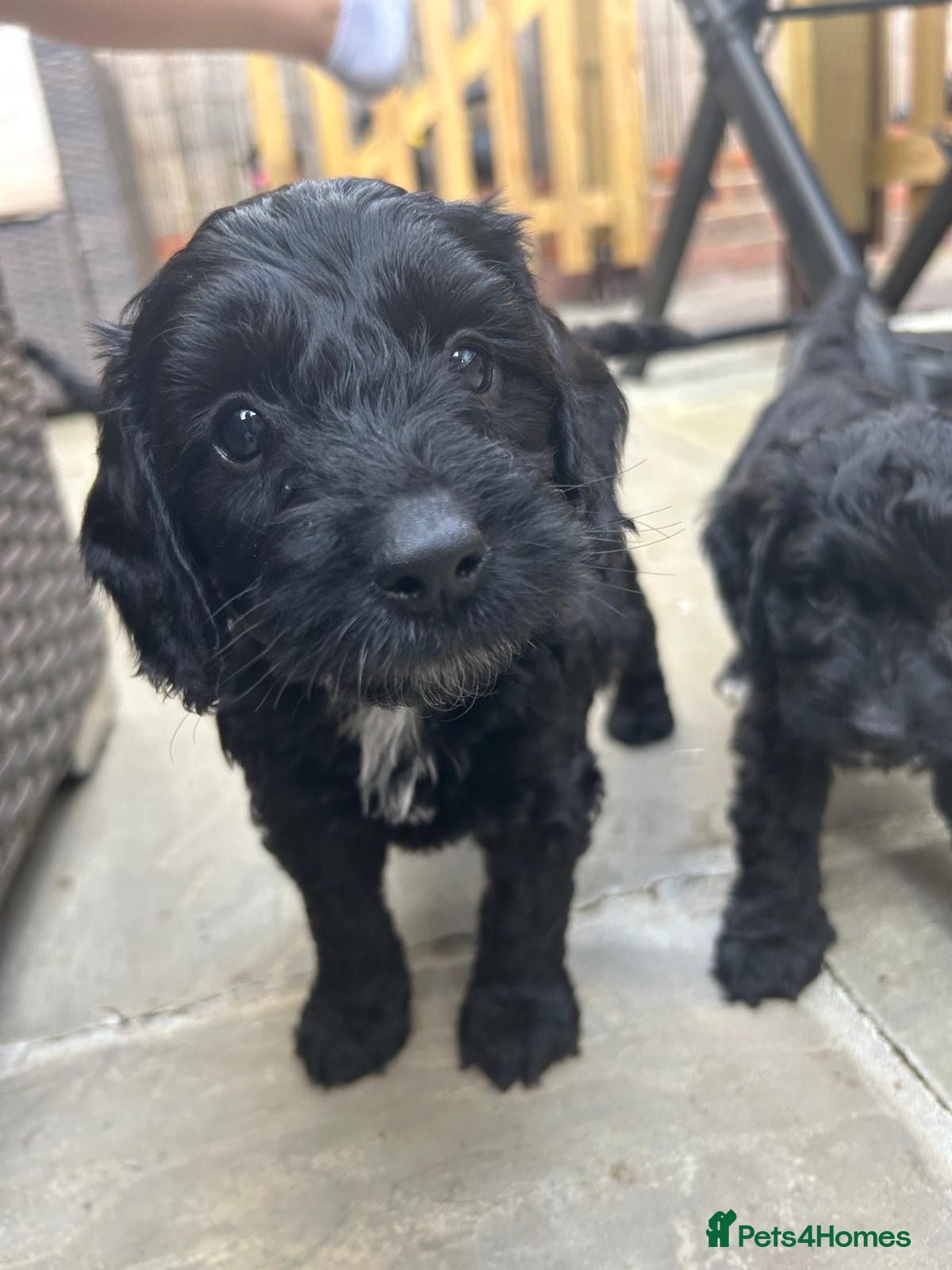 Cockapoo dogs F1 Cockapoo puppies (from health tested parents) - Advert 2
