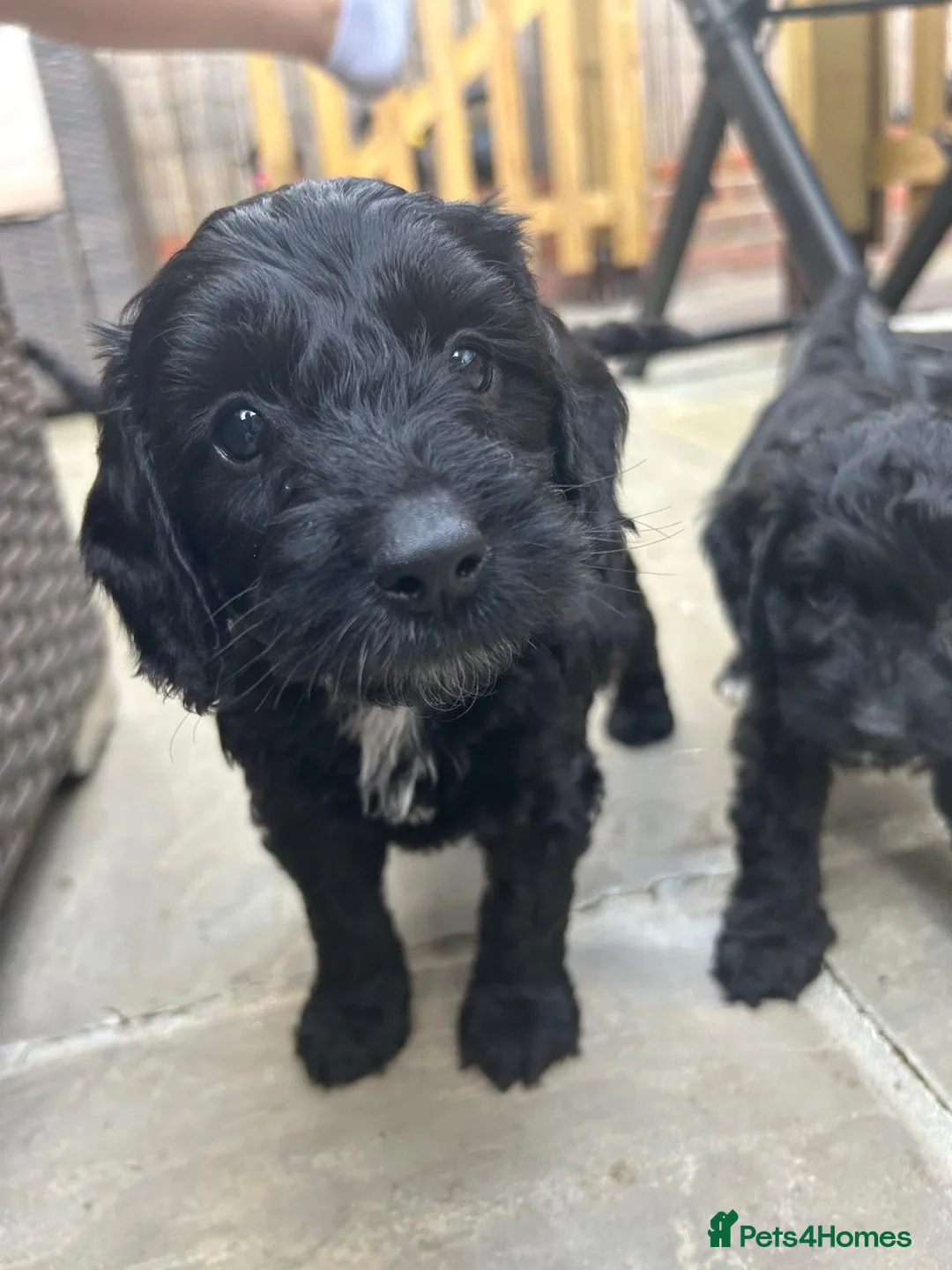Cockapoo dogs for sale: F1 Cockapoo puppies (from health tested parents) - Advert 2