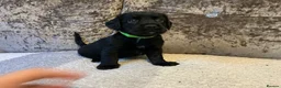 Mixed Breed dogs for sale: Cocker jacks - Advert 4