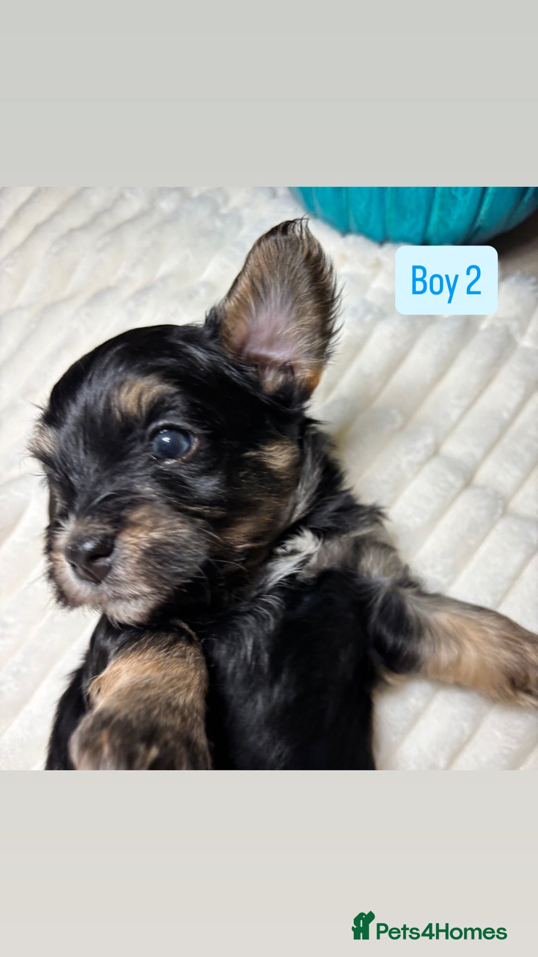 Havanese dogs for sale: 9 Beautiful Havanese Pedigree Puppies  - Advert 6