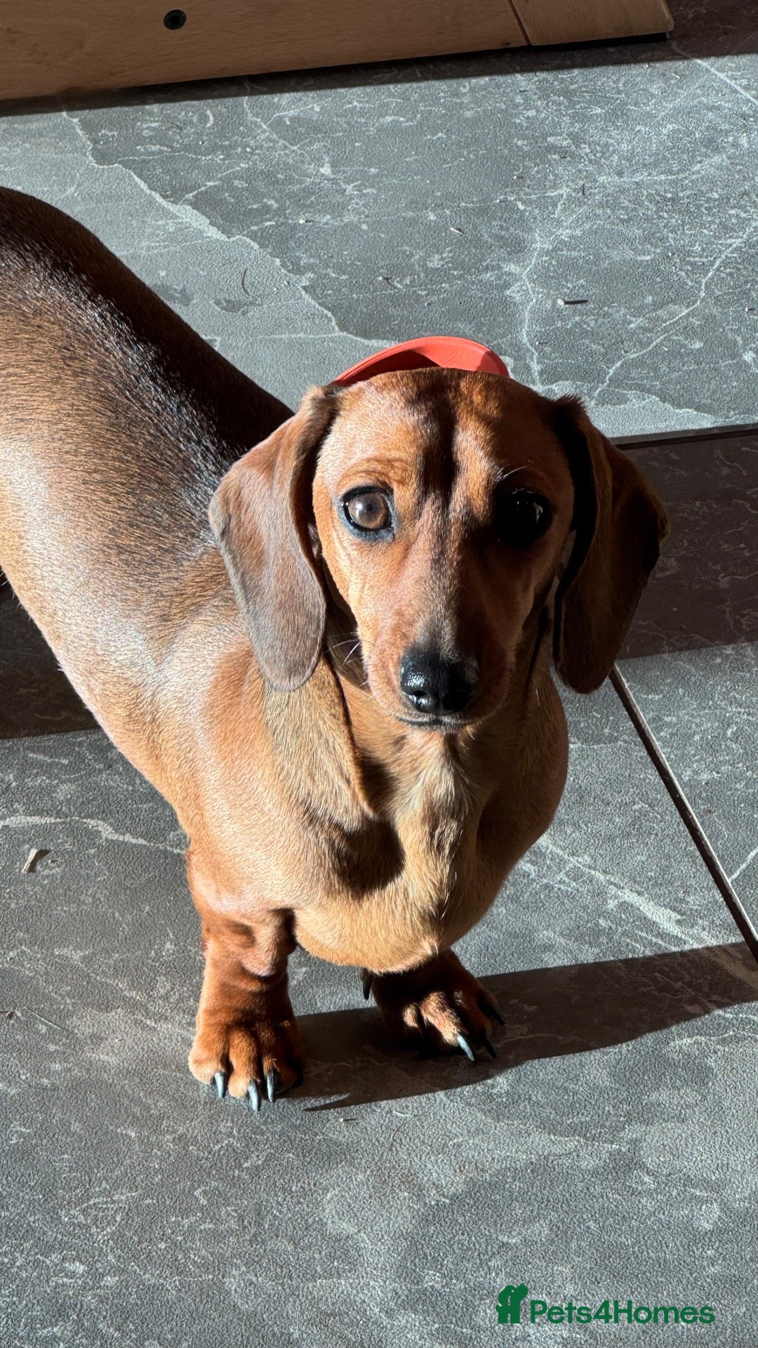 Miniature Dachshund dogs KC Registered miniature dachshund  - Advert 1