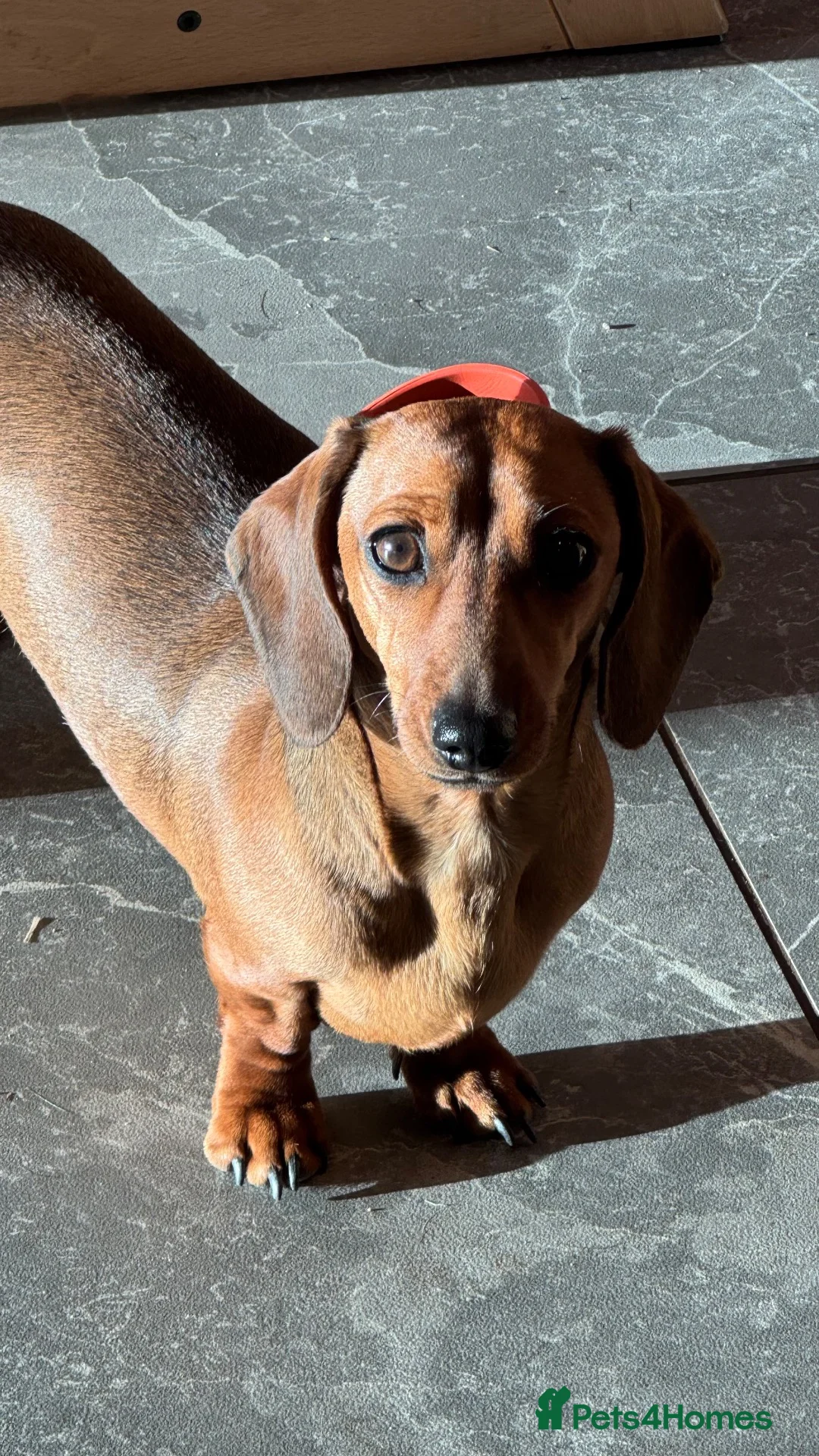 Miniature Dachshund dogs for sale: KC Registered miniature dachshund  - Advert 1