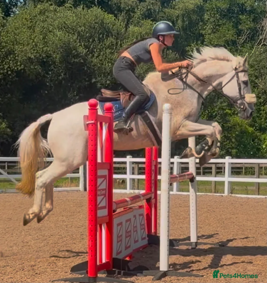 Irish Cob horses for sale: Clover – Connie/TB – quality classy all rounder - Advert 2