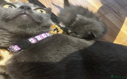 Mixed Breed cats for sale: Mixed breed kittens- Grey & white males and Tuxedo - Image 9