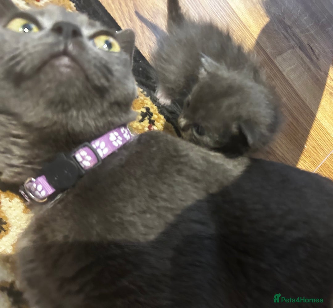 Mixed Breed cats for sale: Mixed breed kittens- Grey & white males and Tuxedo - Image 9