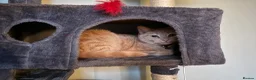 Mixed Breed cats for sale: Ginger cat for sale - Advert 5