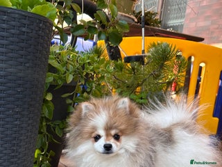 Pomeranian dogs in Ulverston - Advert 28