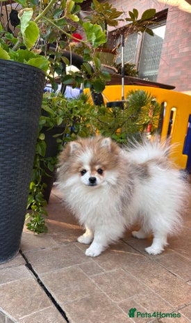 Pomeranian dogs in Ulverston - Advert 8