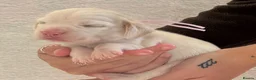 Beagle dogs for sale: Health Tested & Kennel Club Registered Beagle Pups - Advert 30