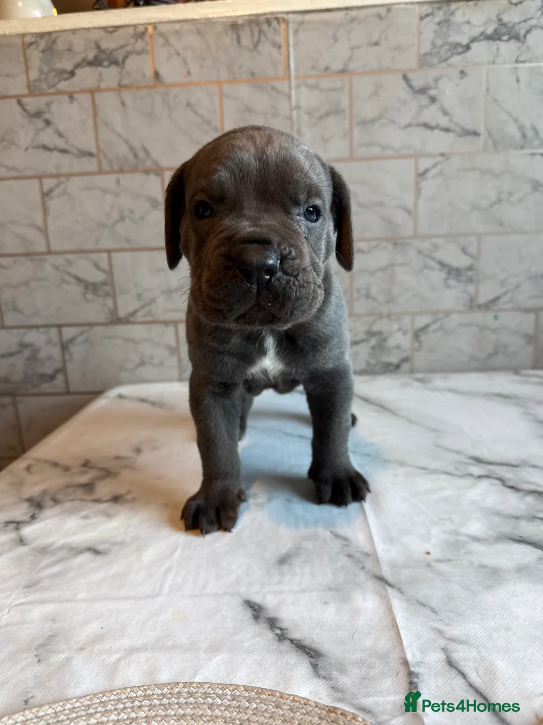 Cane Corso dogs for sale: Cane corso puppies - Advert 12