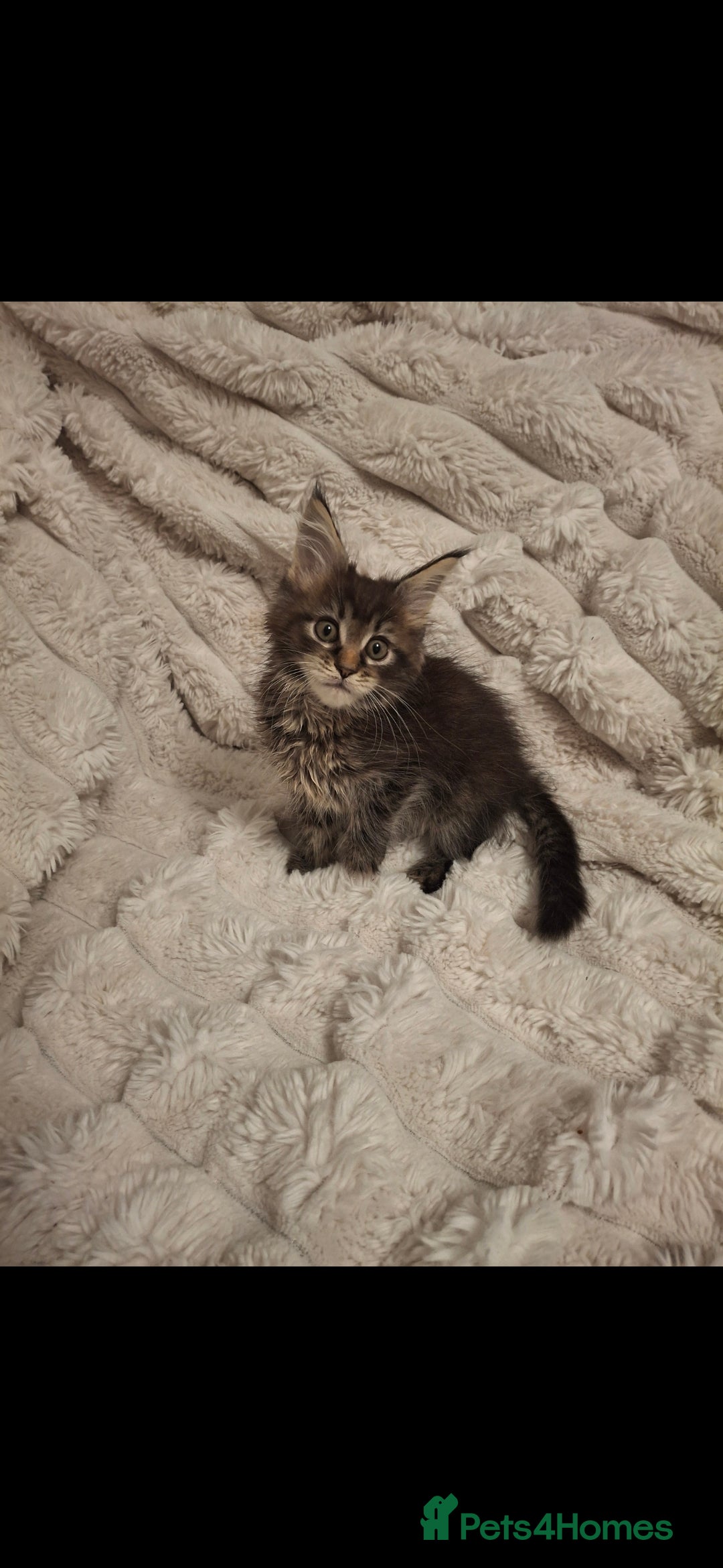 Maine Coon cats for sale: Beautiful Maine Coon girl ready now! 💫🤍 - Image 1