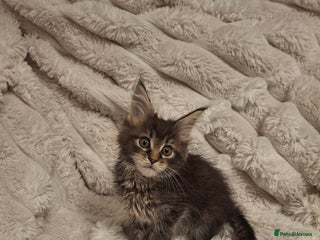 Maine Coon cats - Advert 20