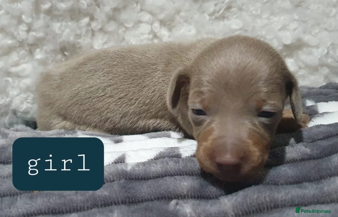 Dachshund dogs for sale: Dachshund - Advert 2