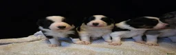 Border Collie dogs for sale: 🐾❤️ Beautiful KC Reg family Collie Puppies  in Shrewsbury - Advert 11
