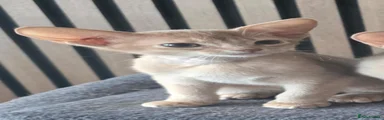 Abyssinian 2
