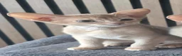 Abyssinian cats for sale: Pure Pedegree Aby kitten - Advert 14
