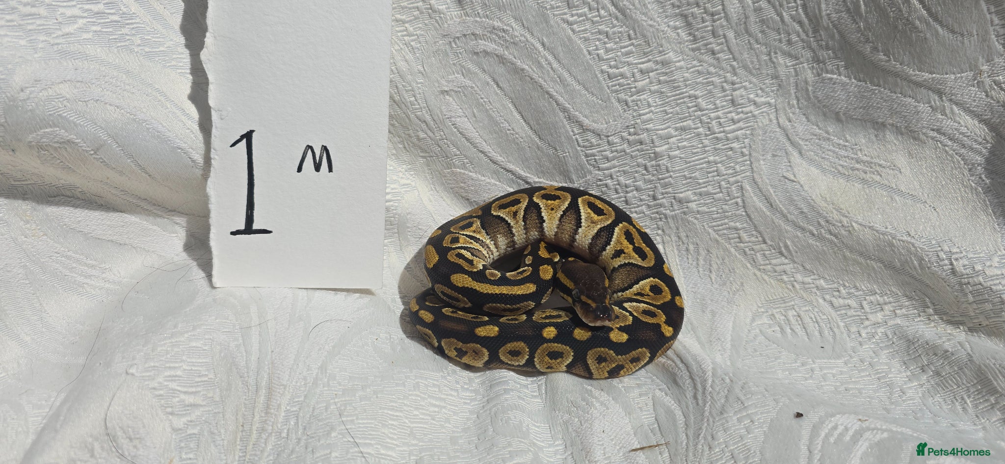 Python Snake reptiles ball python-Mojave and royal mix - Advert 1