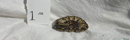 Python Snake reptiles for sale: ball python-Mojave and royal mix - Advert 1