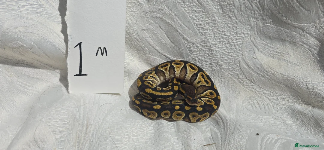 Python Snake reptiles for sale: ball python-Mojave and royal mix - Advert 1