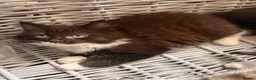 Maine Coon cats for sale: Maine Coon Cross Kittens - Advert 15