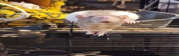 Rat rodents for sale: 5 female rats looking for a new home  in Porth - Advert 7
