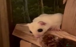 Sugar Glider rodents for sale: Leucistic Female Sugar Glider  - Image 1