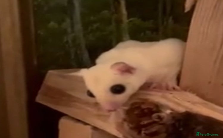 Sugar Glider rodents - Advert 1