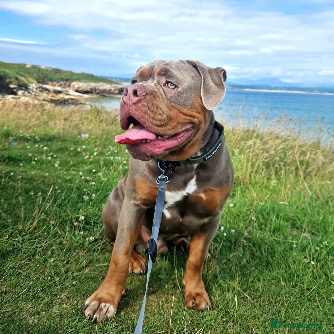 Olde English Bulldogge dogs for stud: Olde English Bulldogge for Stud - Winston in Thetford - Advert 26
