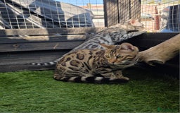 Bengal cats for sale:  Outstanding Quality Bengal kittens ready to leave - Image 38