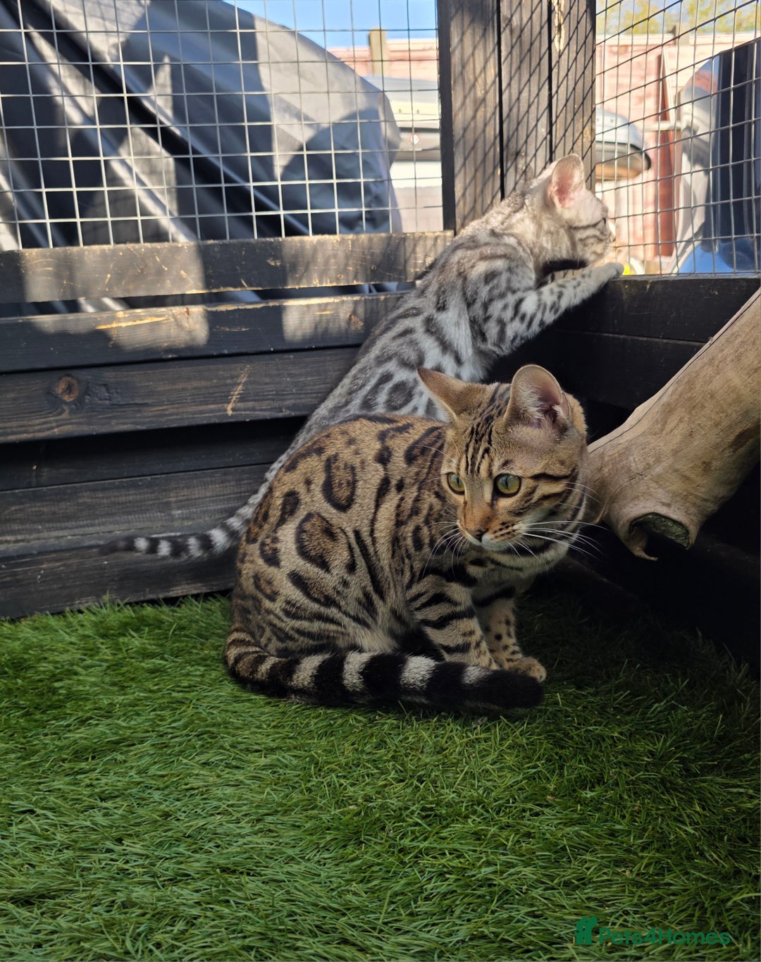 Bengal cats for sale:  Outstanding Quality Bengal kittens ready to leave - Image 38