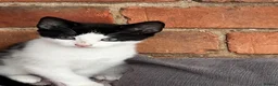 Mixed Breed cats for sale: Female kittens  - Advert 3