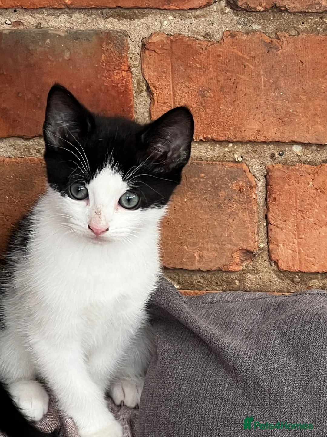 Mixed Breed cats for sale: Female kittens  - Advert 3