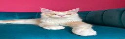 Maine Coon cats for sale: TICA Registered Red Shaded Maine Coon kitten - Advert 12
