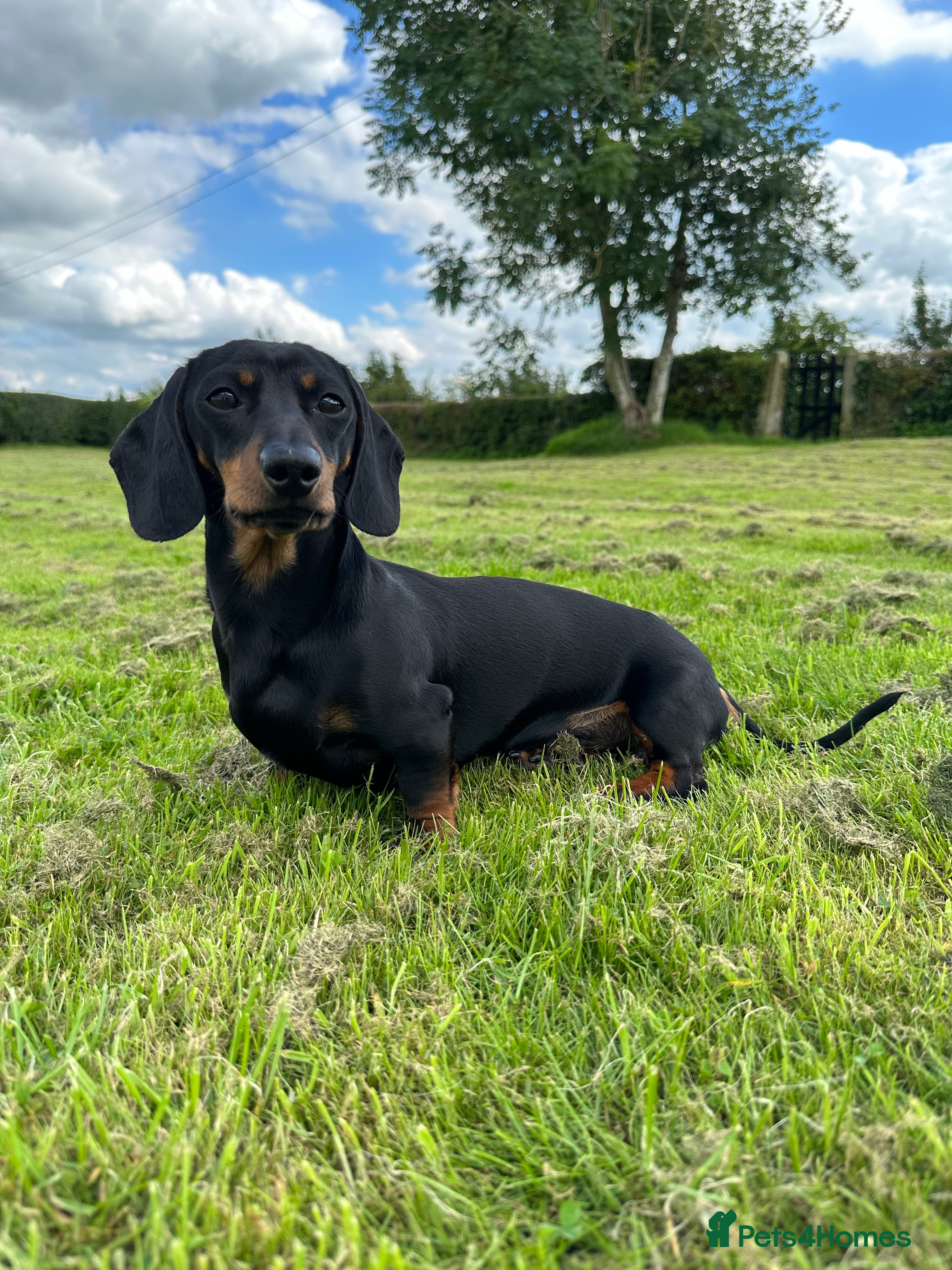 Miniature Dachshund dogs Earl of Smearsett in Carlisle - Advert 2