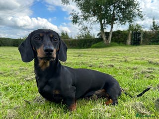 Miniature Dachshund dogs Earl of Smearsett in Carlisle - Advert 11