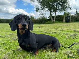 Miniature Dachshund dogs Earl of Smearsett in Carlisle - Advert 23