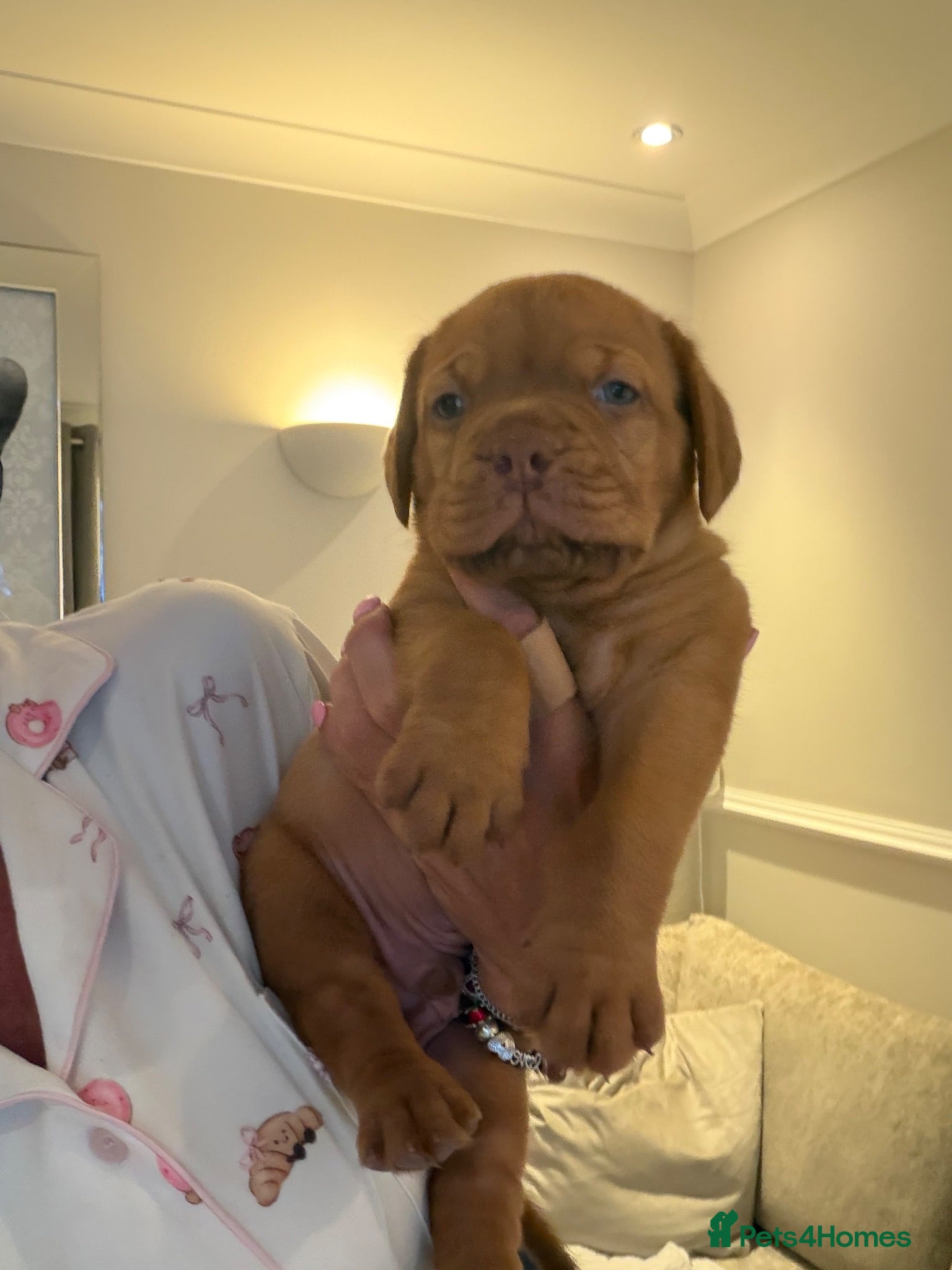 Dogue De Bordeaux dogs Stunning litter of dogue de Bordeaux - Advert 1