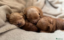 Cockapoo dogs for sale: 2 weeks old cockapoos  - Image 21