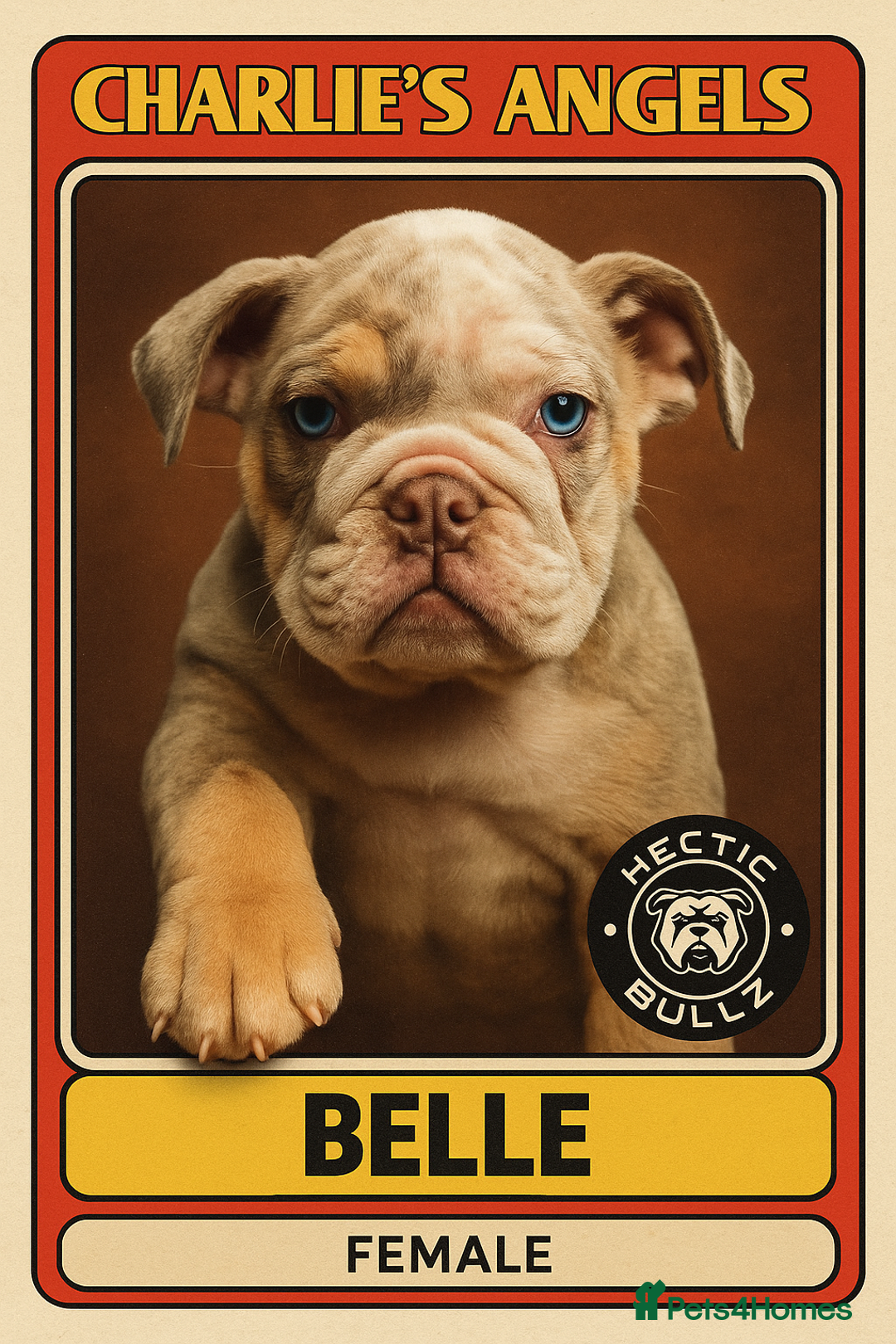 Mixed Breed dogs for sale: ✨ CHARLIE’S ANGELS – BULLDOG GIRLS ✨ - Image 4