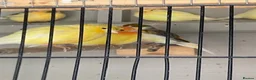 Canaries birds for sale: Mixed Canaries For Sale in Evesham - Advert 4