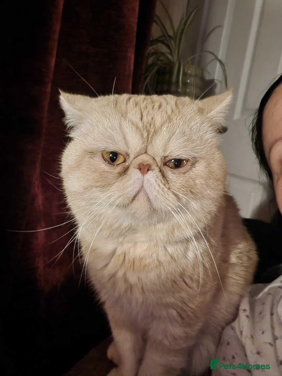 Exotic cats for stud: Lucius Exotic for stud - Advert 6