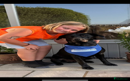 Labrador Retriever dogs for sale: Beautiful chunky litter of black pups  - Advert 7