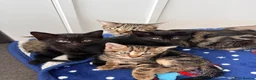 Mixed Breed cats for sale: Black &Tabby Kittens – Lovingly Raised, Ready soon in Feltham - Advert 7