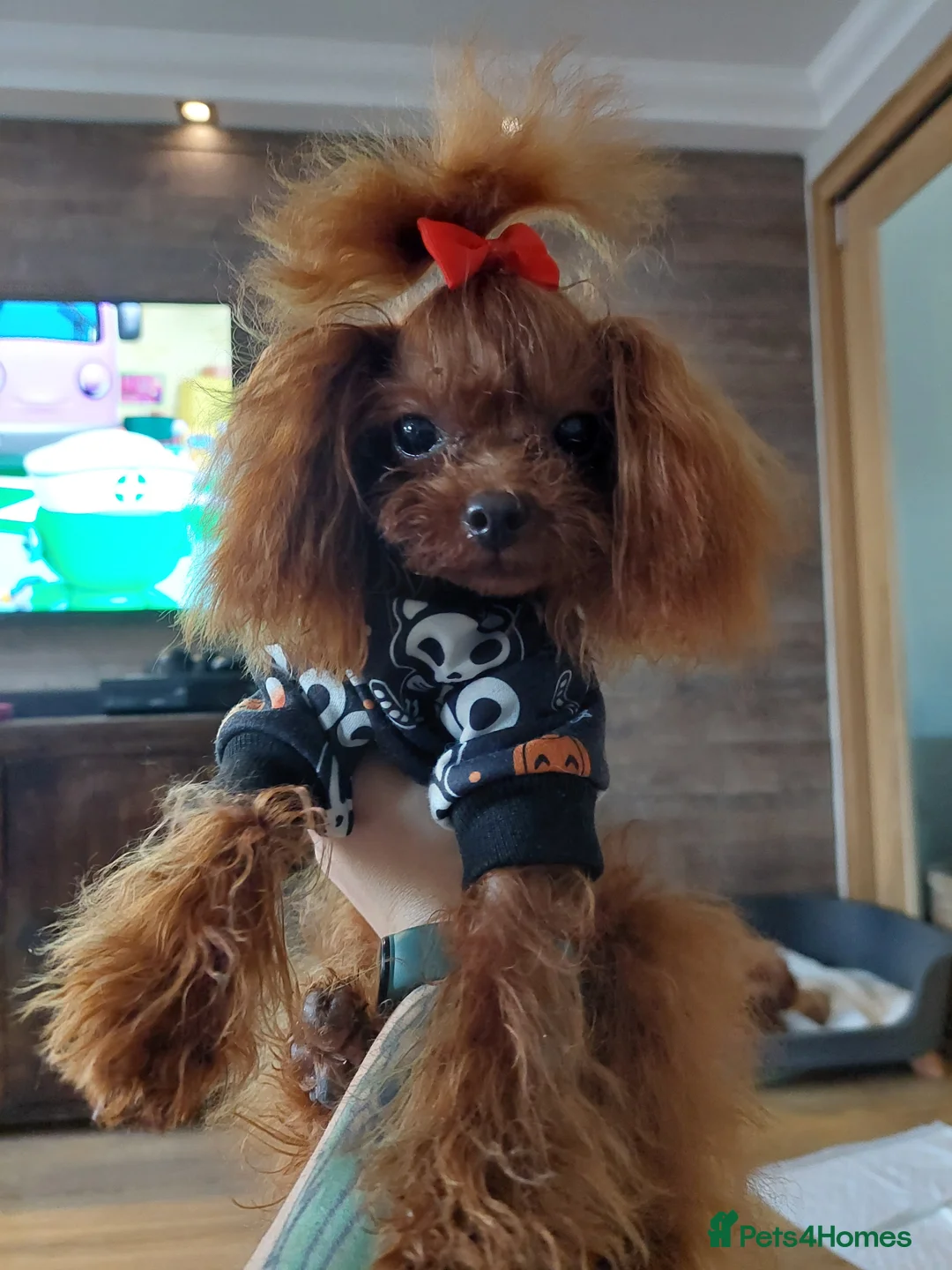 Toy Poodle dogs for stud: Asian poodle boy in Hull - Advert 10