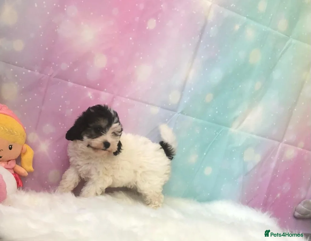 Toy Poodle dogs for stud: Toy poodle available for stud  in Rowlands Gill - Advert 7