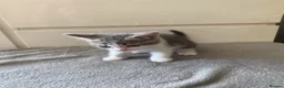 Mixed Breed cats for sale: kitten for sale  - Advert 2