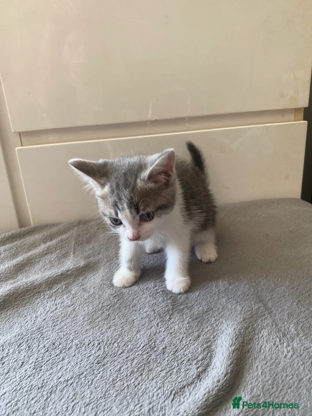 Mixed Breed cats for sale: kitten for sale  - Advert 2