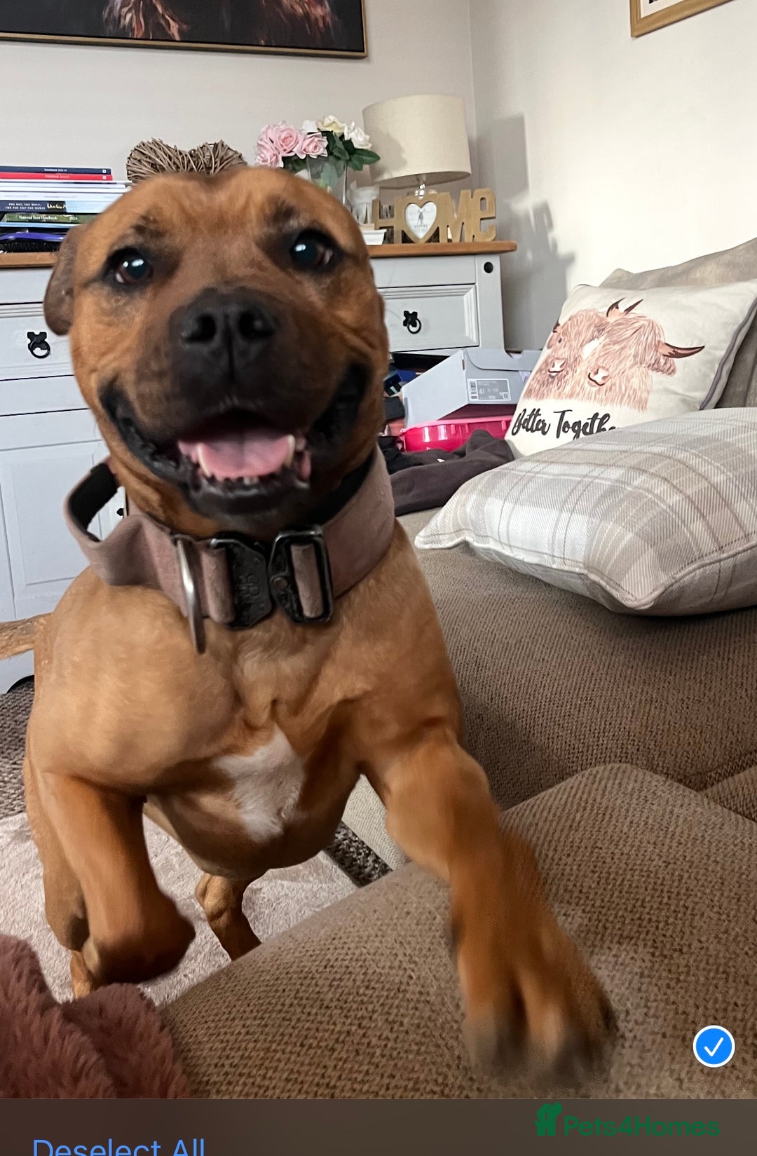 Mixed Breed dogs for sale: Caring & expierencied home wanted ❤️🏡 - Image 4