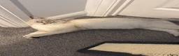 Scottish Fold cats for sale:  *2 Last boys left Pure Scottish Straight  - Advert 10