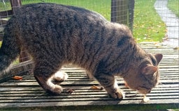 British Shorthair cats for sale: Lovely British short-hair girl  - Image 4